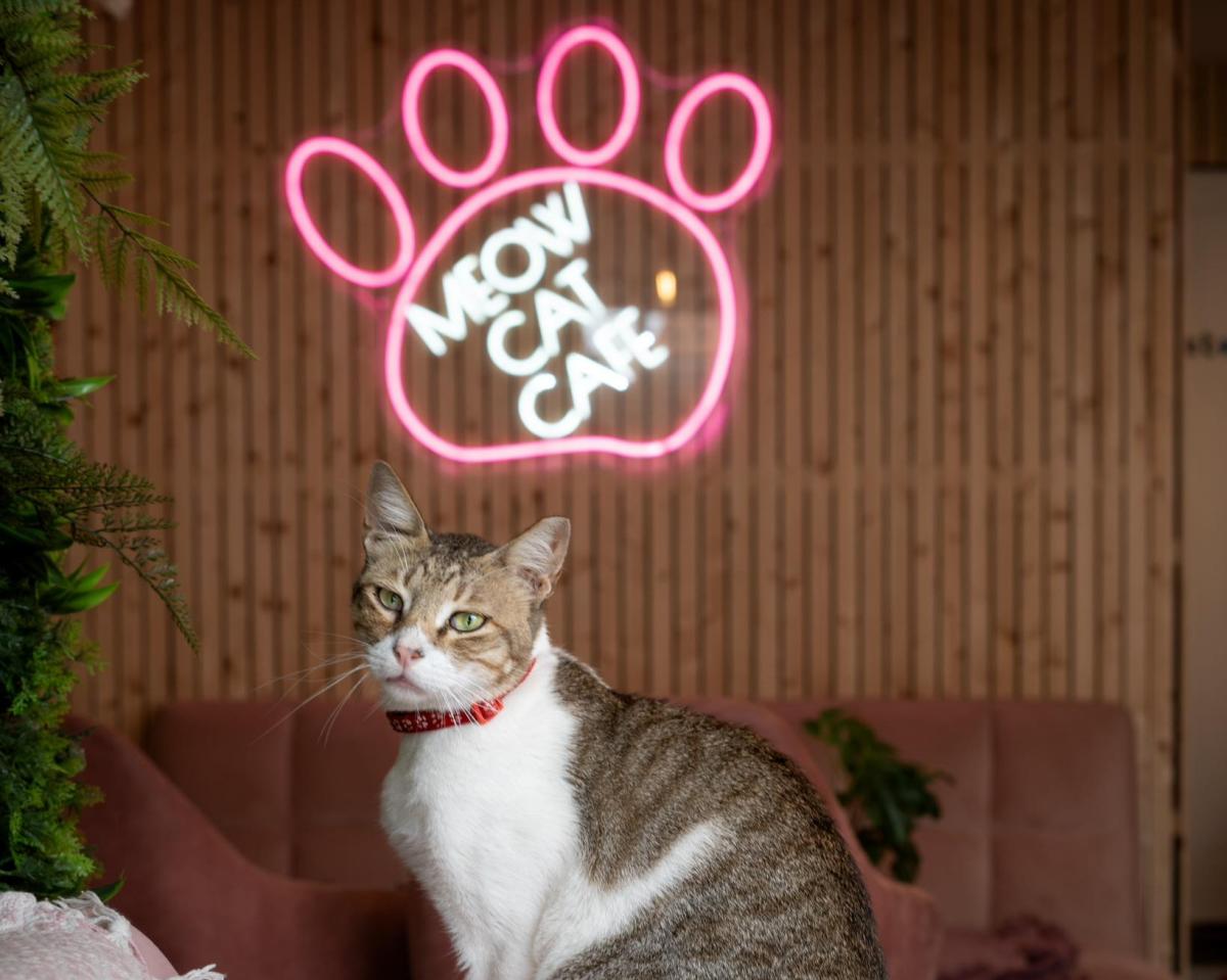 Meow Cat Cafe