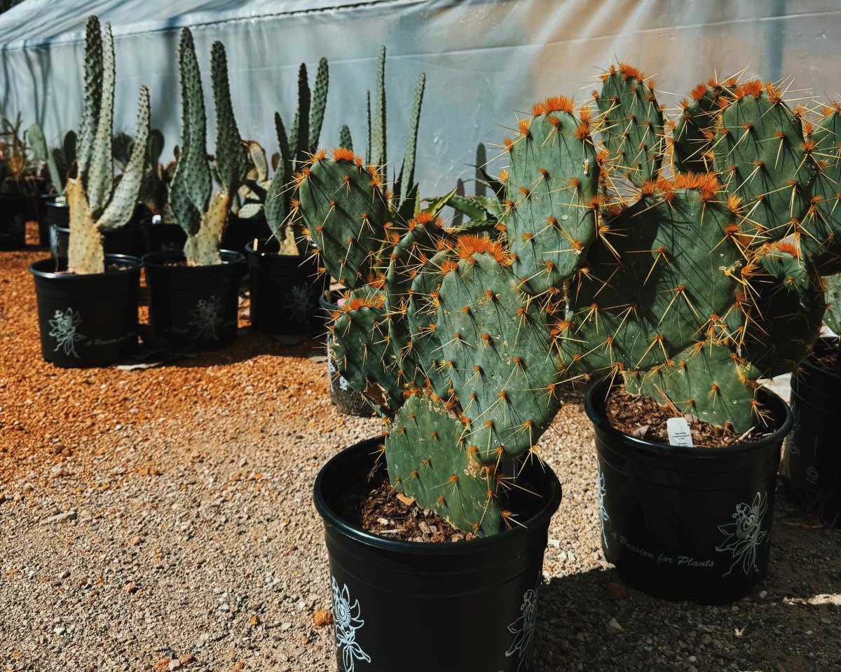 Cacti at Cactus Queen DFW
