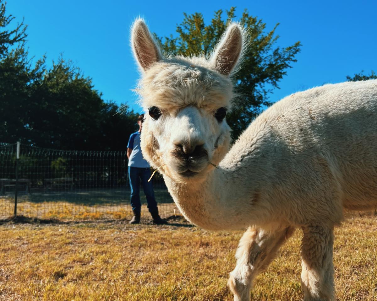 Alpaca Yoga Texas Ture Farm Cropped