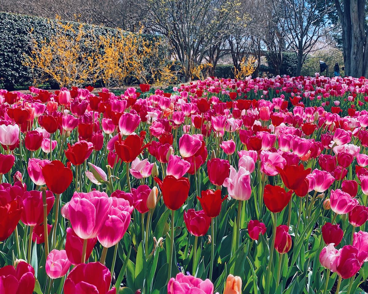 Dallas Blooms Arboretum