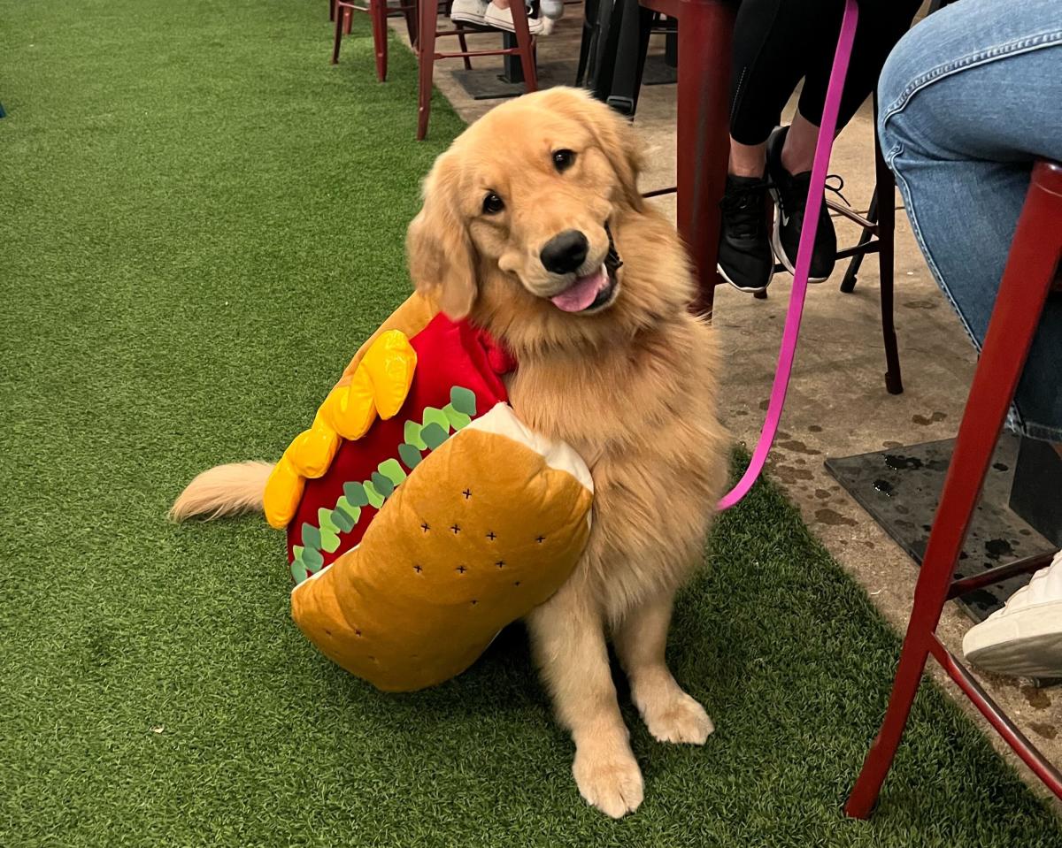 Dog Halloween