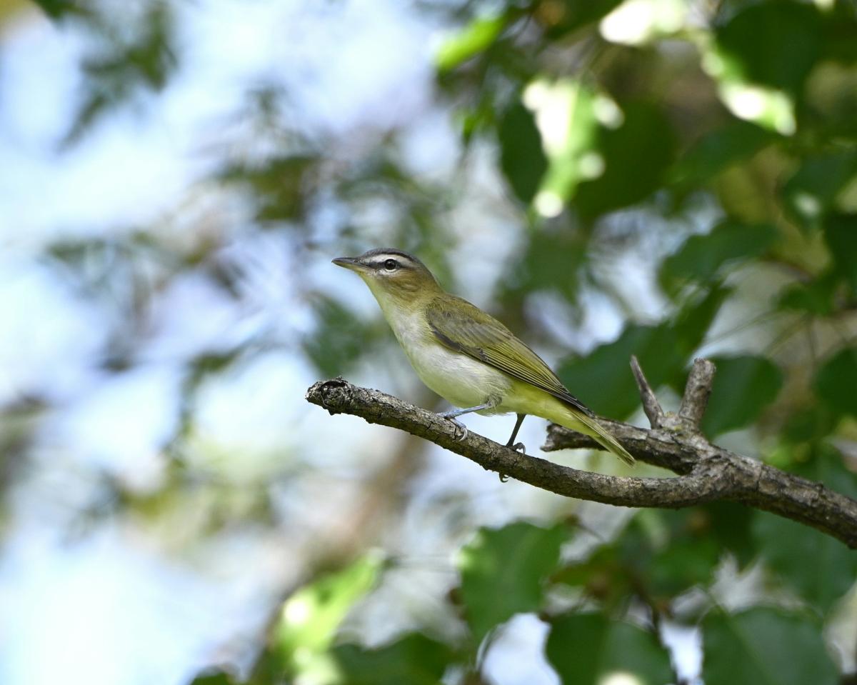 Black-whiskered Vireo, green, white, and black bird, on a branch