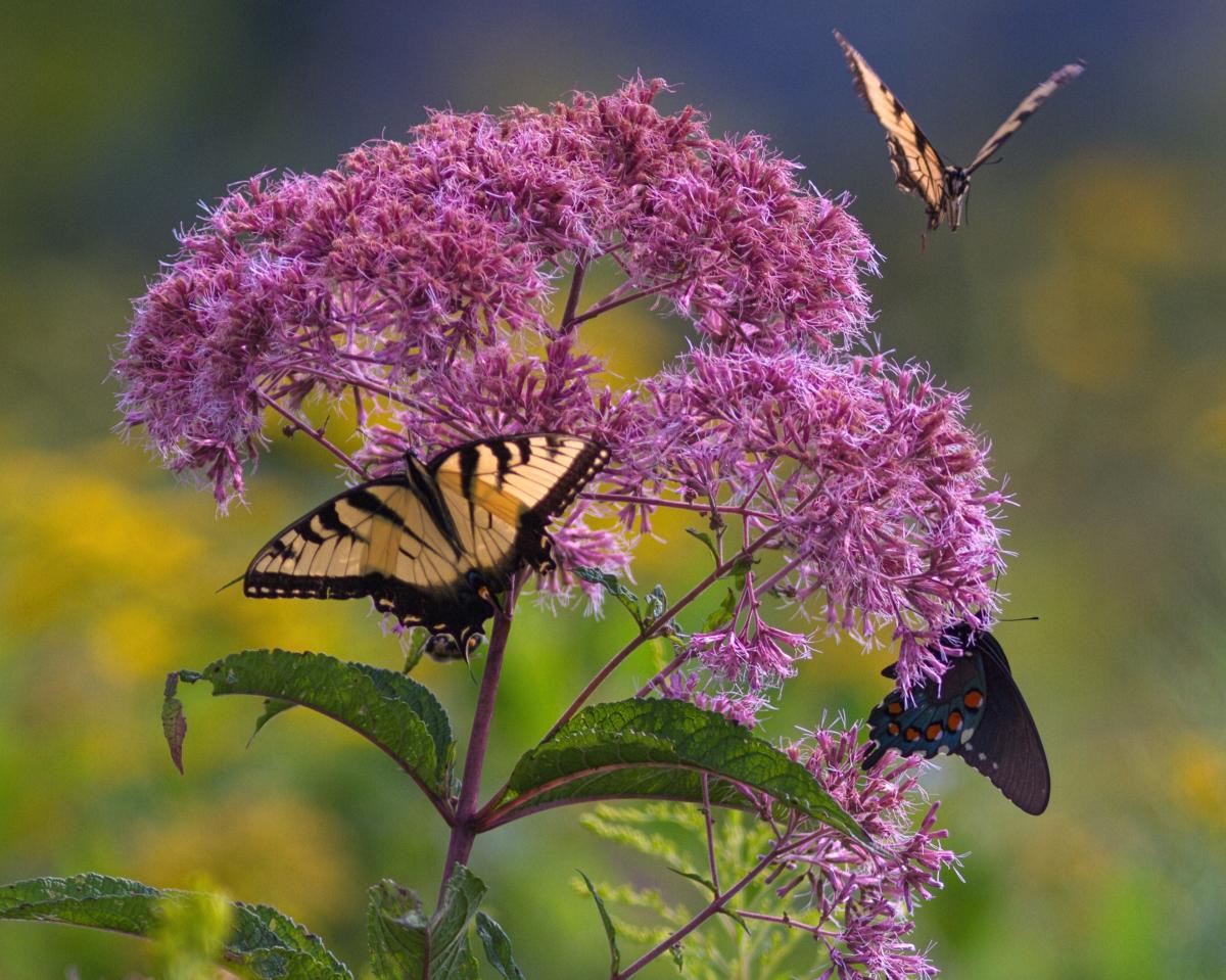 Joe-Pye-Weed fall wildflower