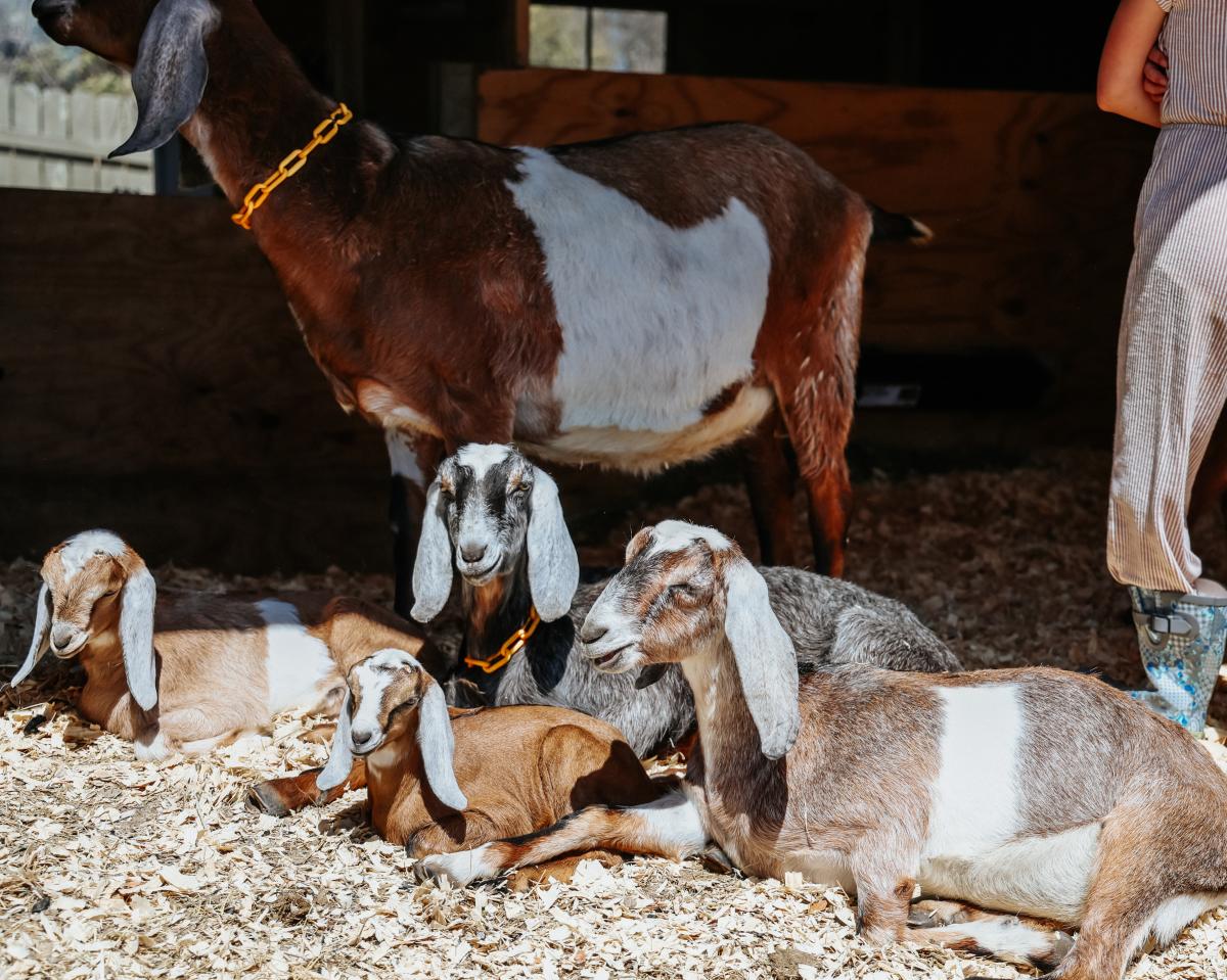 a person stands next to a herd of goats