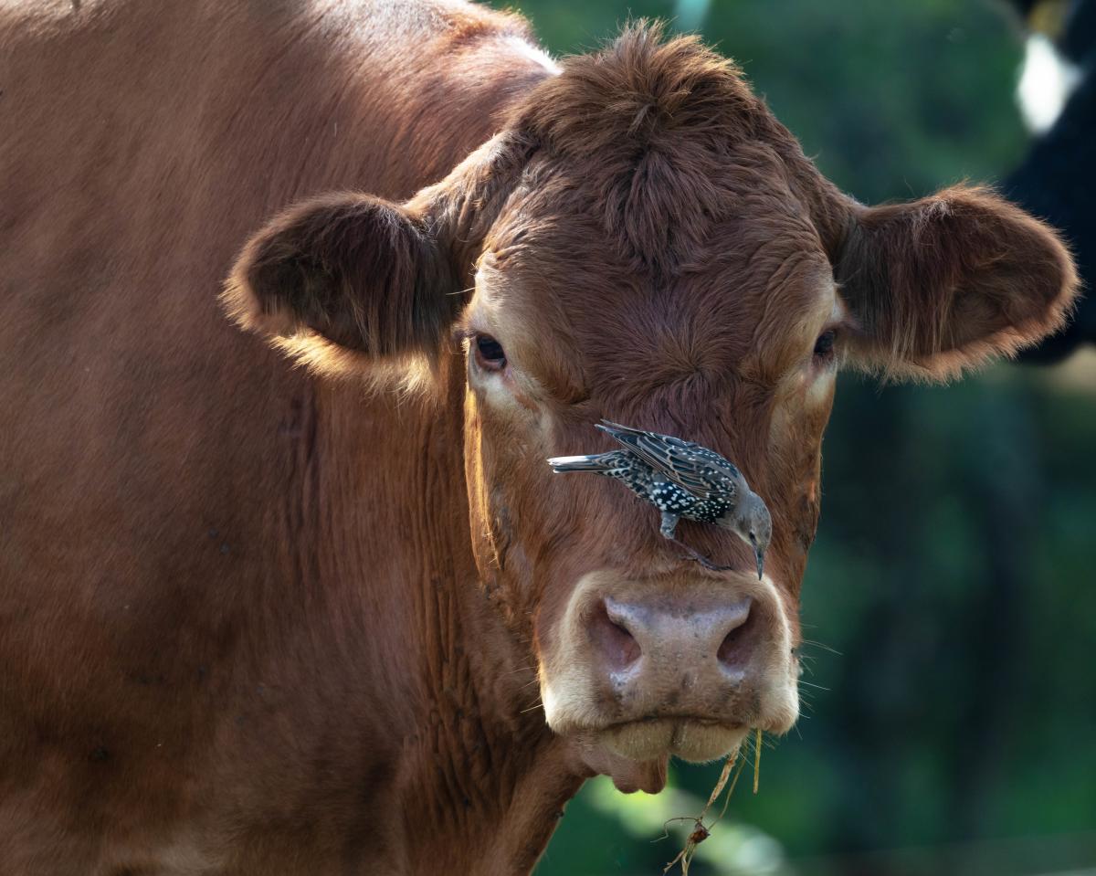 Connie Weyant, Somerset County - Cow Bird