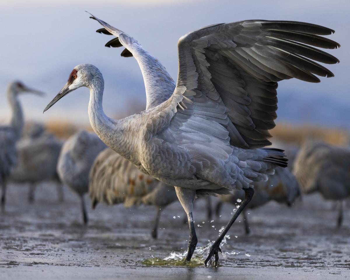A graceful crane with outstretched wings walks through shallow water, splashing lightly, surrounded by a flock of cranes under a soft, blue sky.