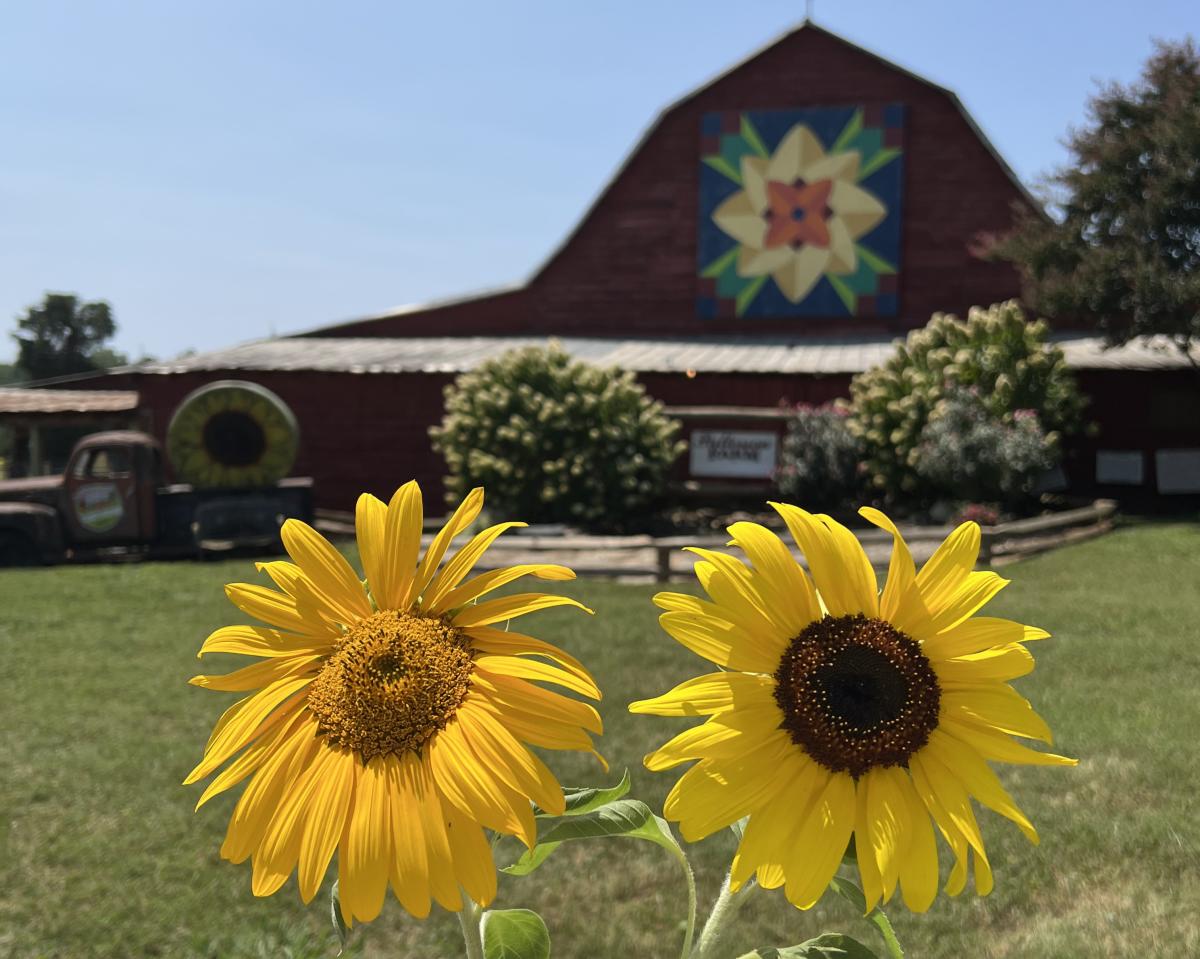 Sunflower Festival at Patterson