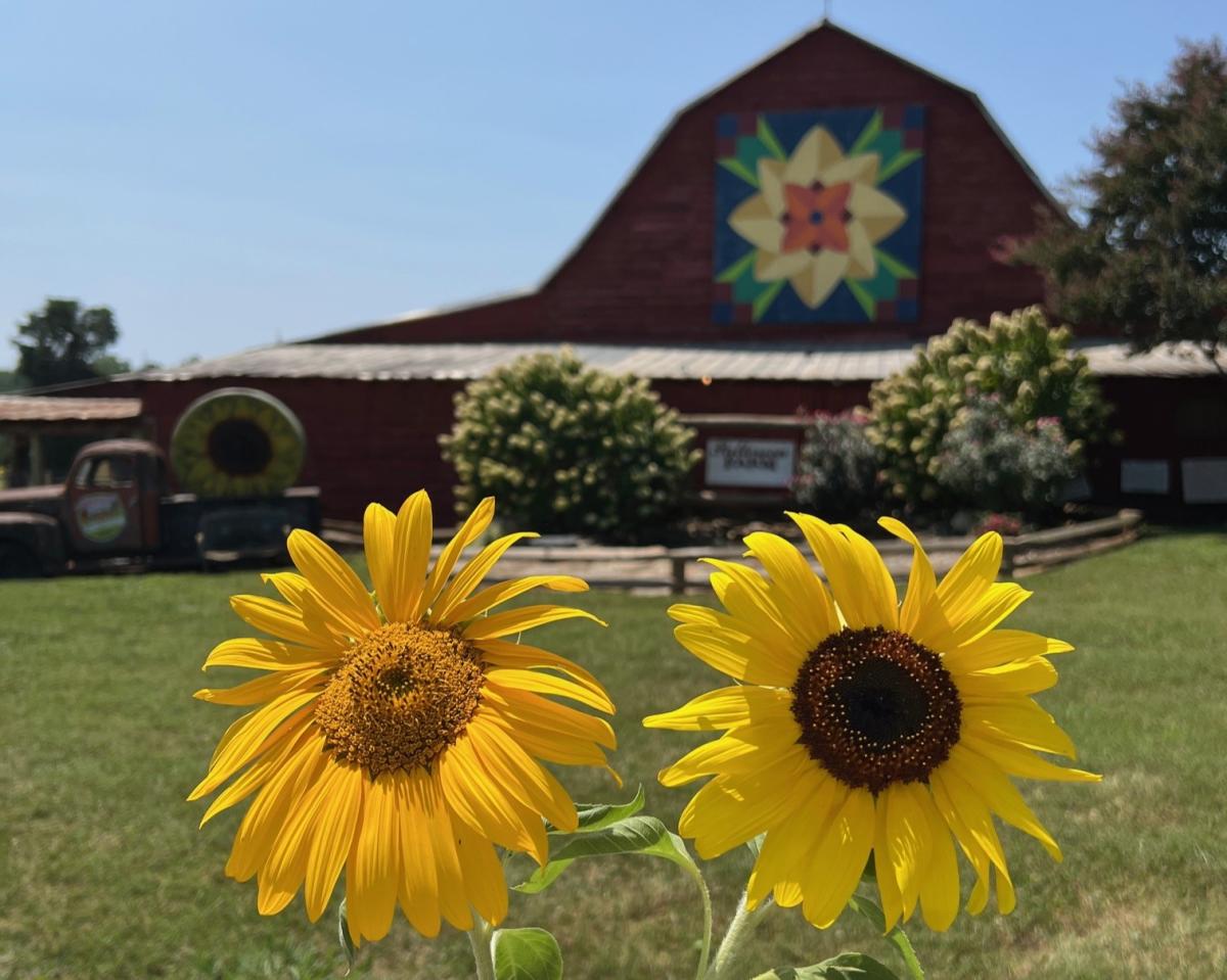 Holding two sunflowers in front of barn