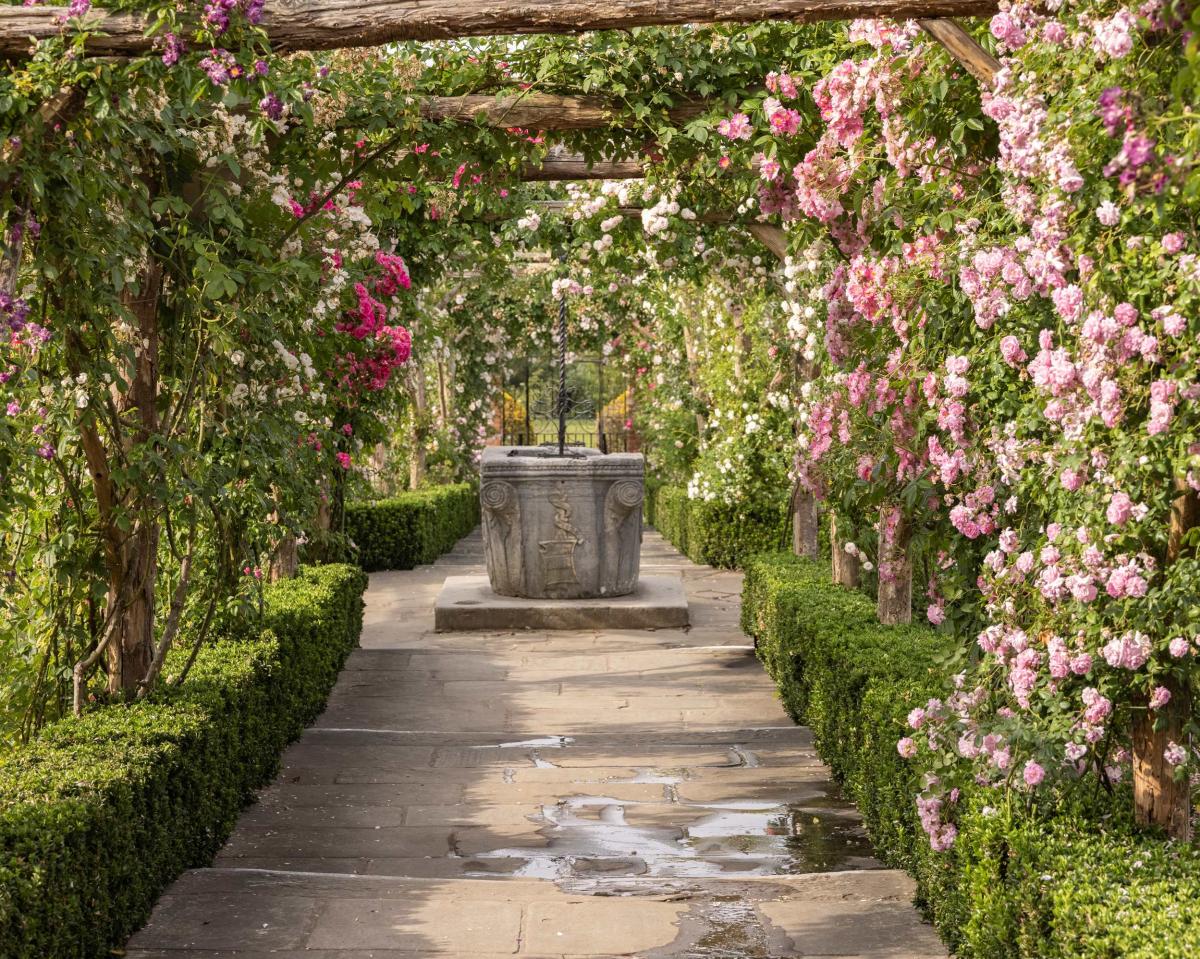 Re-Rambling the Roses the restoration of Polesden Lacey’s historic pergola