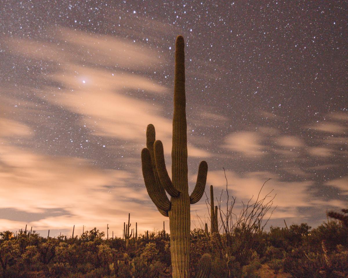 Saguaro cactus in front of a desert night sky filled with stars