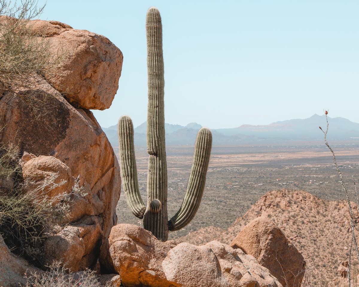 Tall Saguaro Cactus on Rocky desert landscape