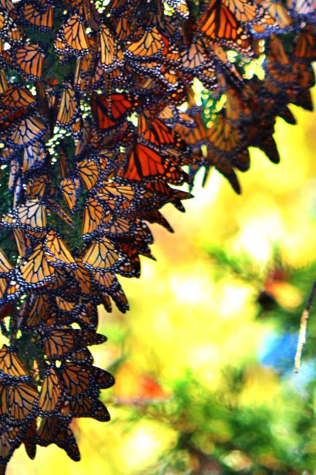 Monarch Butterflies Of Pismo Beach California