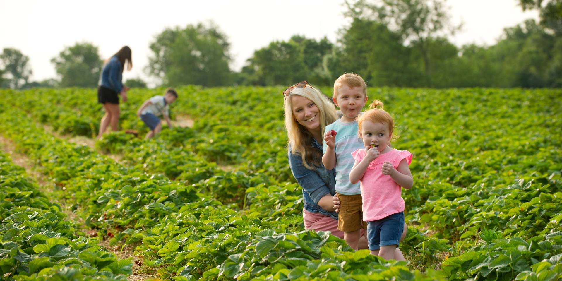 Huber's U-Pick Strawberries in the Field
