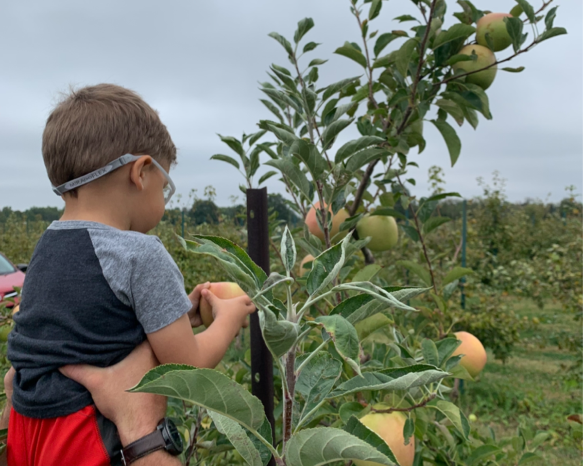 Babbly picking apples at an orchard