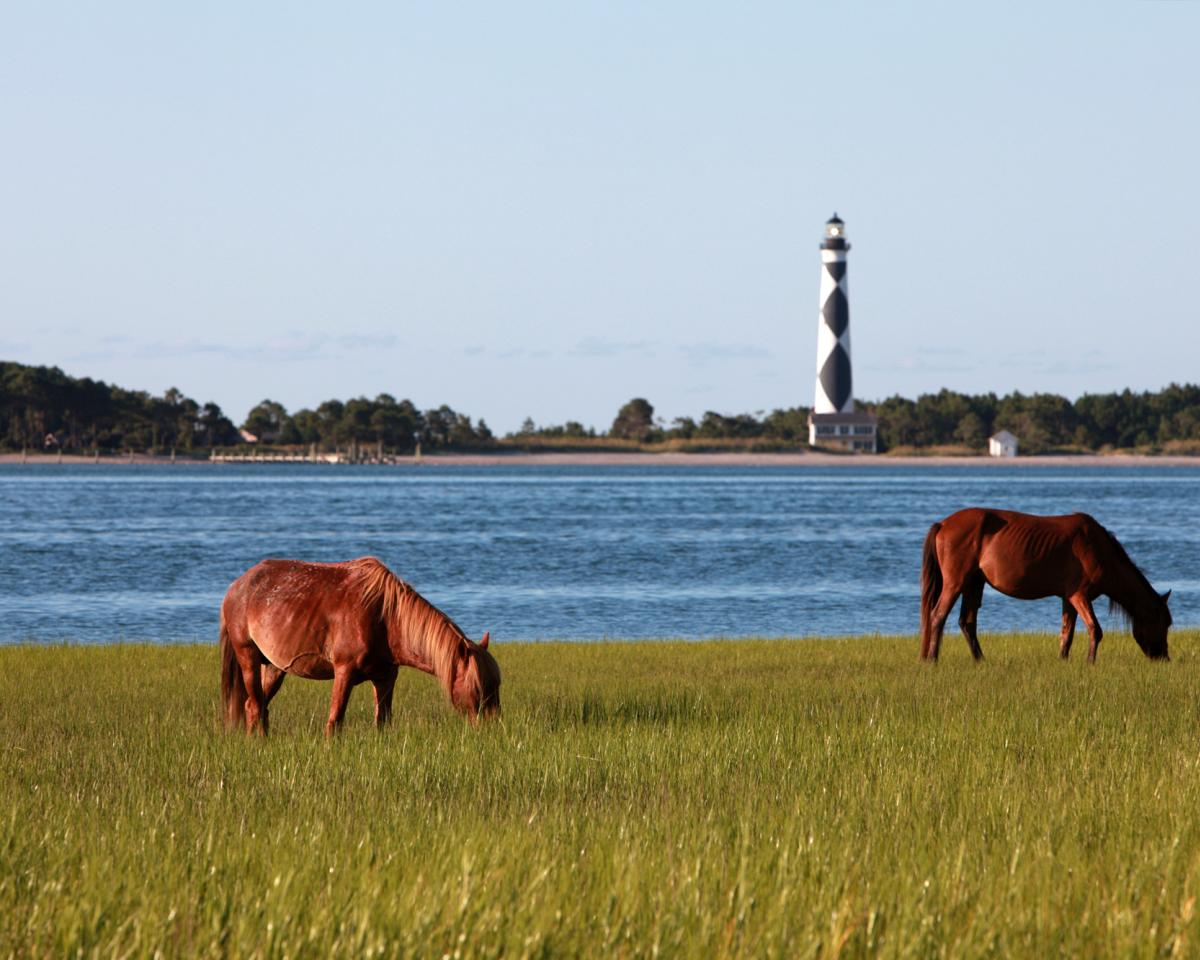 Horses and the Lighthouse