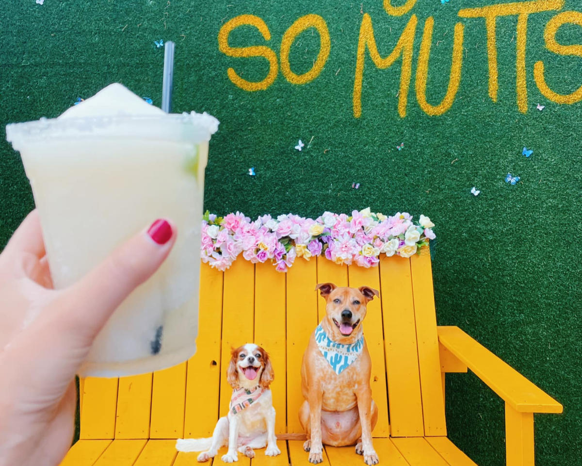Serve & Social with Dog Training Elite at MUTTS Uptown