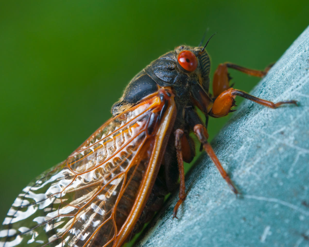 17 Year Cicada