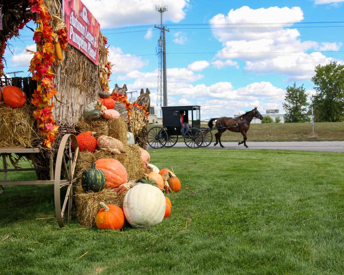 Shipshewana Fall Buggy Photo