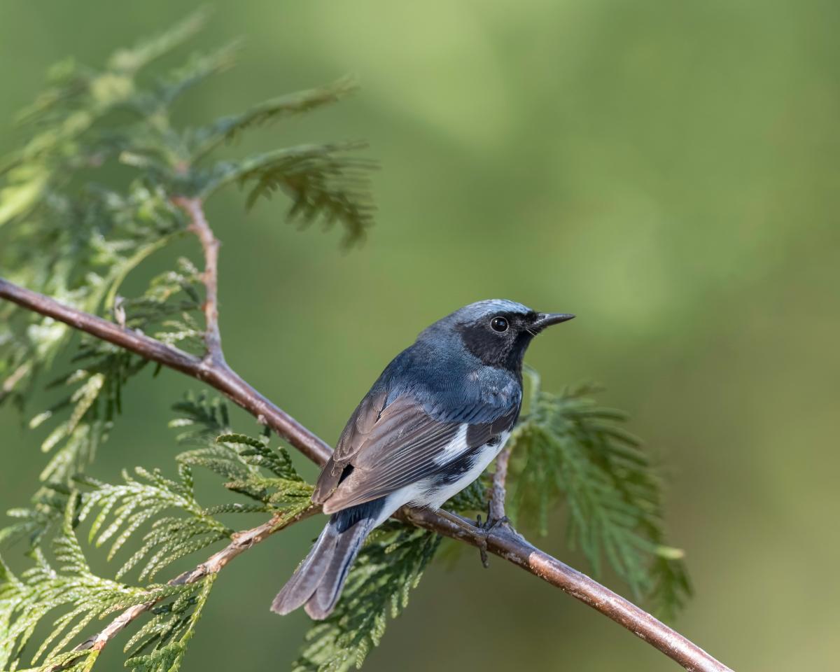 Black-throated Blue Warbler