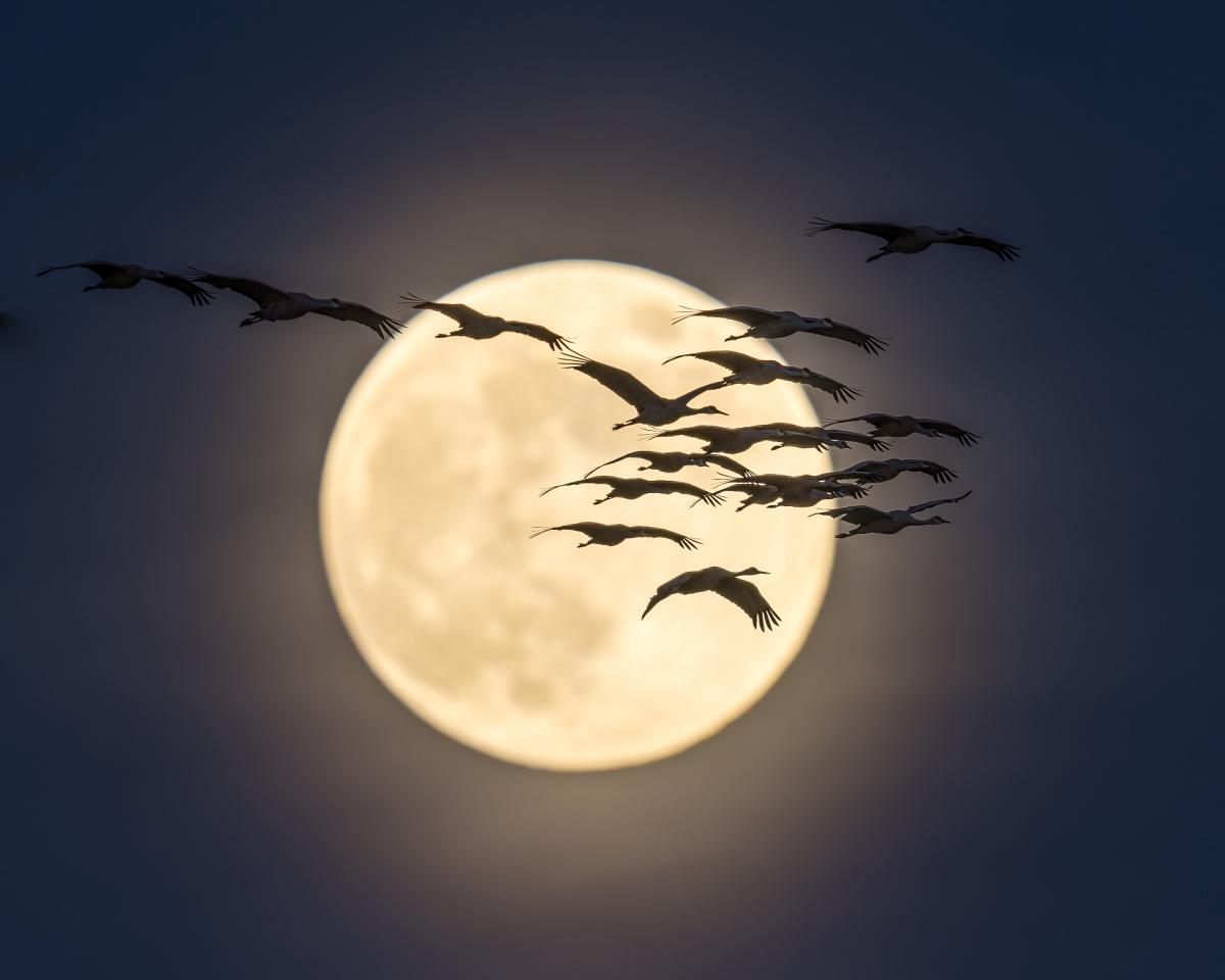 A flock of birds are silhouetted against a bright full moon.