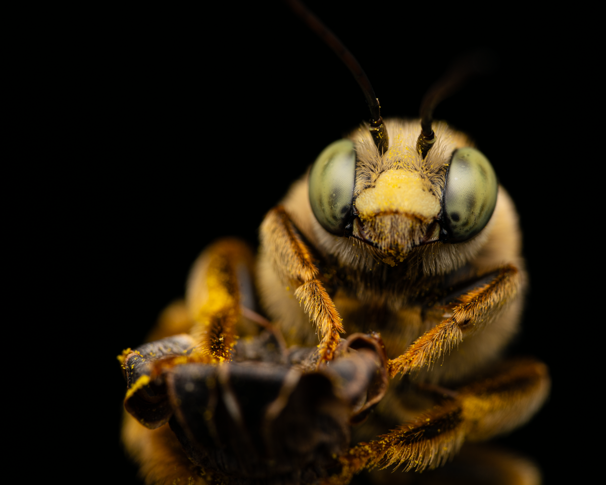 Extreme close-up of a bumblebee covered in pollen.