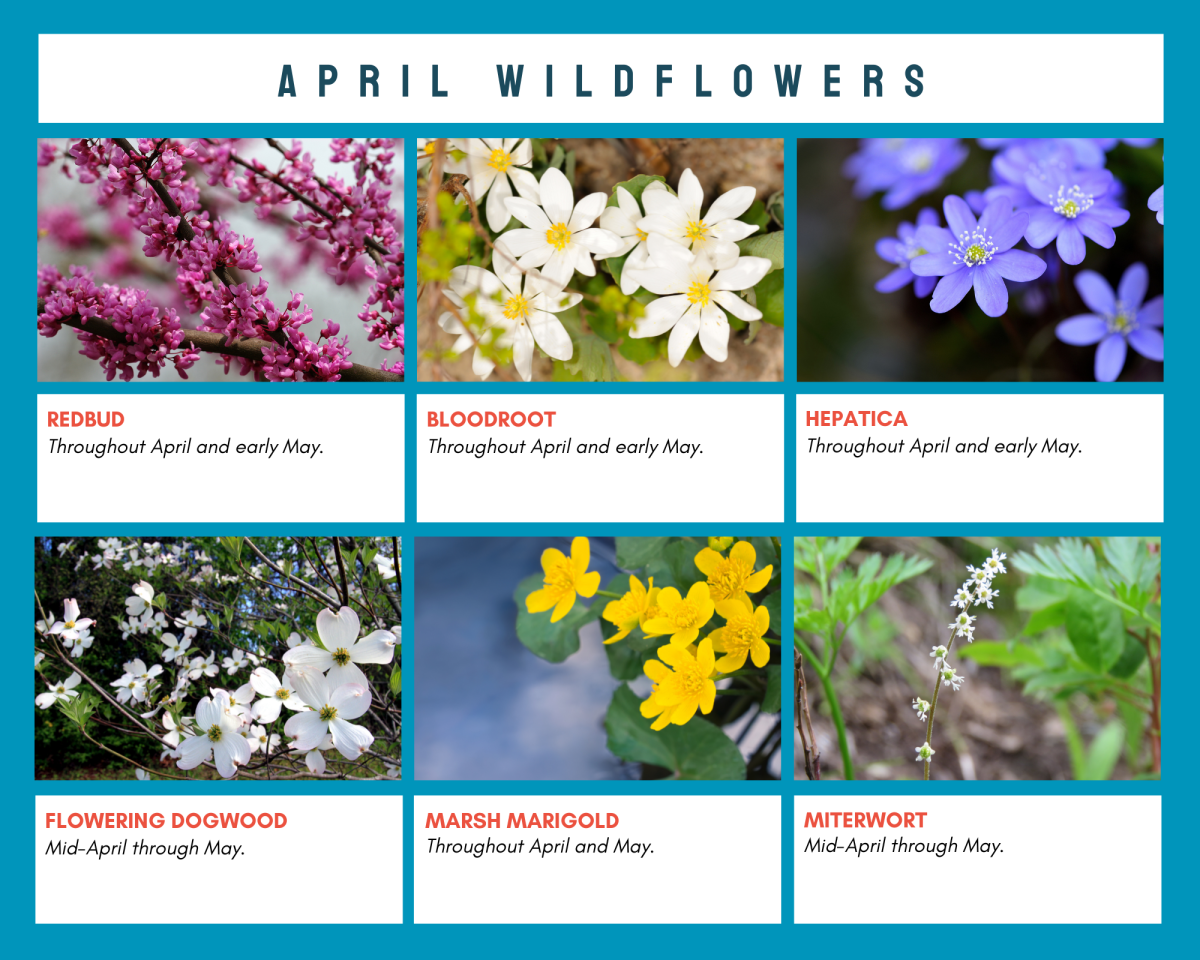 April Wildflowers