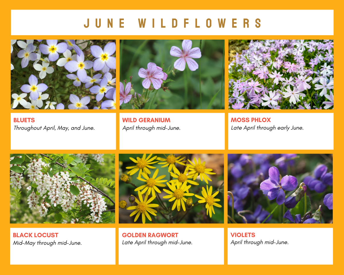 June Wildflowers