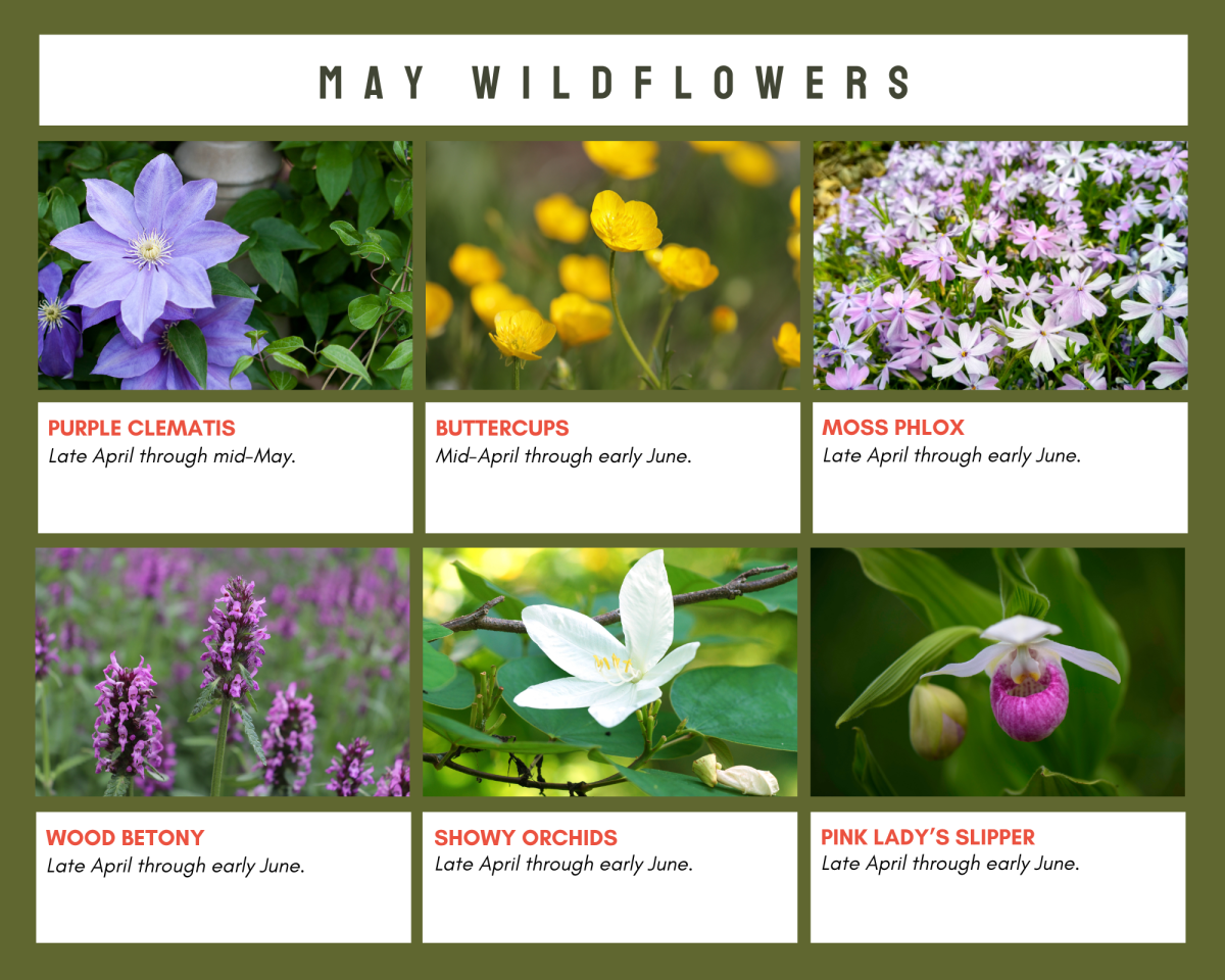 May Wildflowers