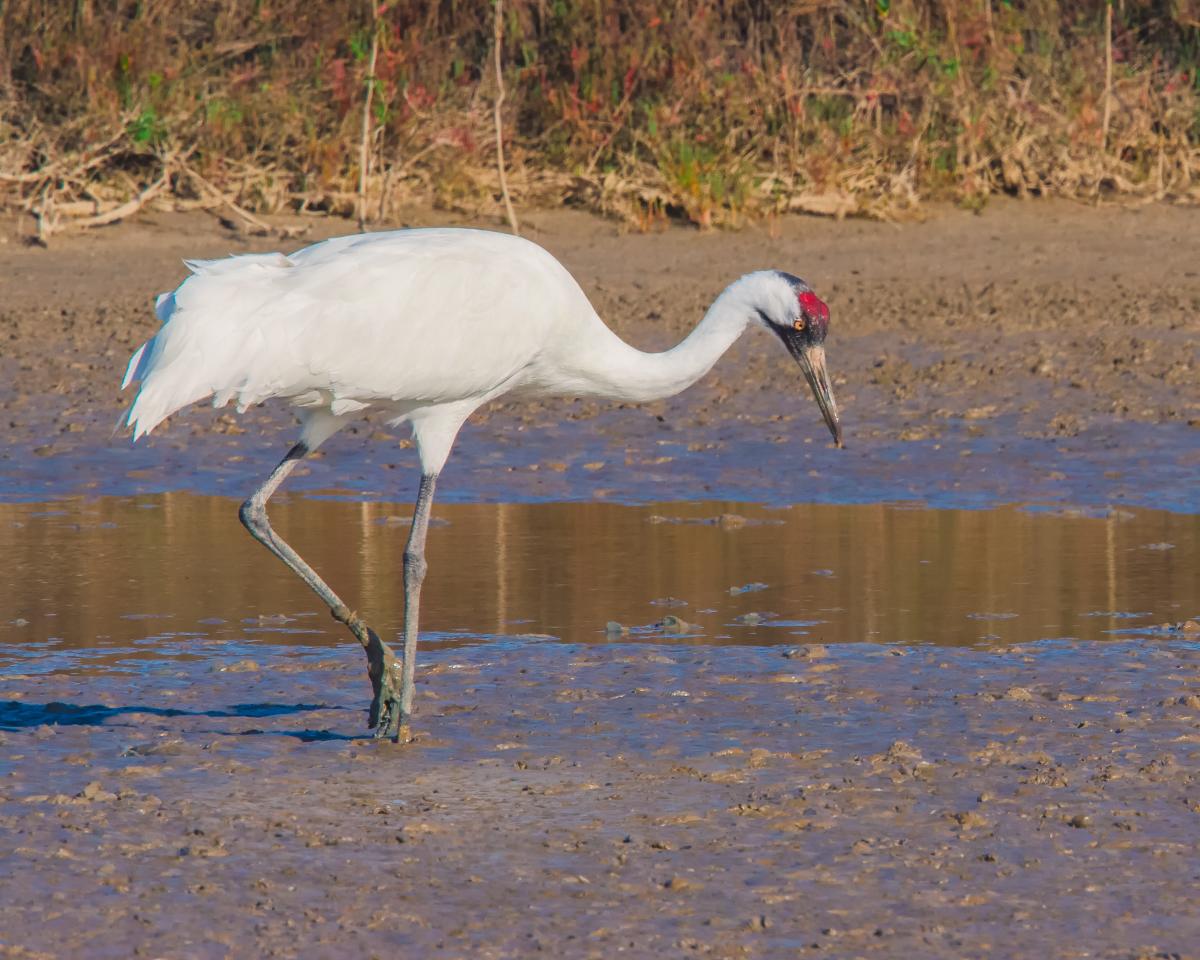 A lone white whooping crane stands in a marsh