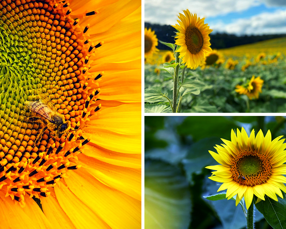 Sunflowers, field, sunny, summer