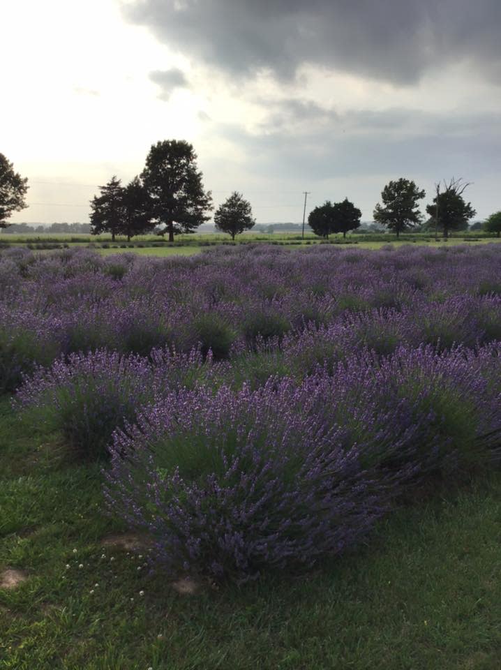 Simplicity Lavender Farm