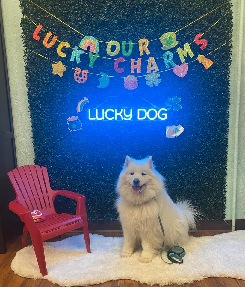 Sugar at Lucky Dog