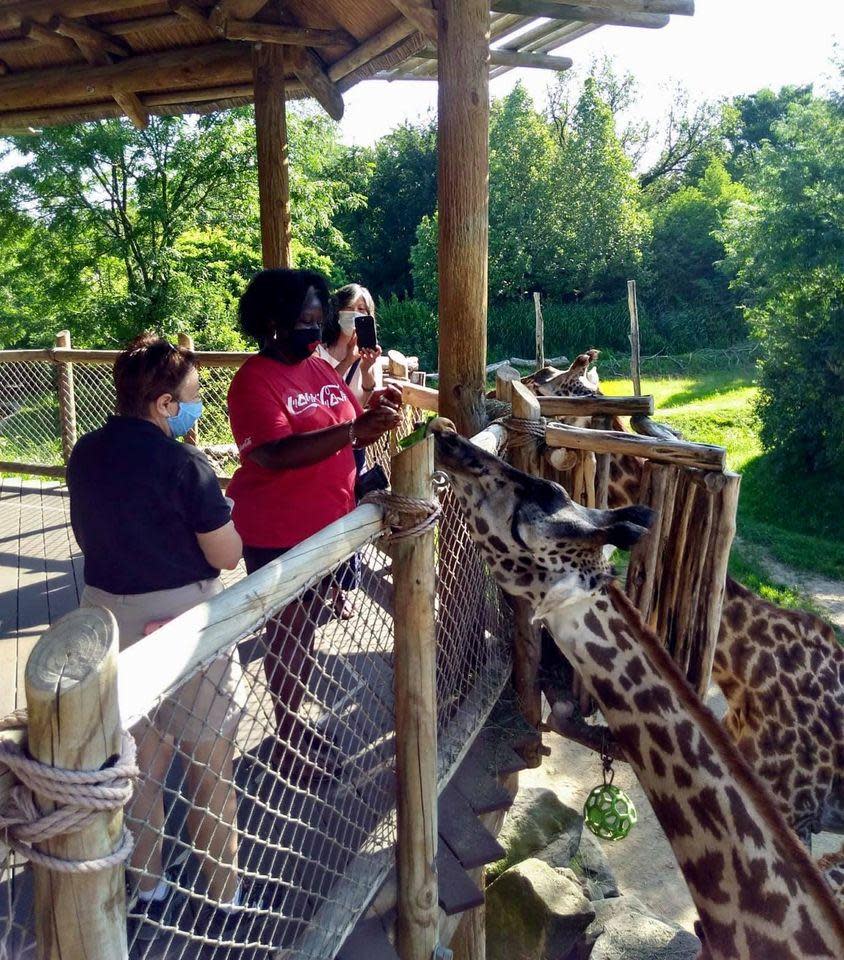 Feeding a giraffe at Cincinnati Zoo & Botanical Garden (photo: David Bradbury)