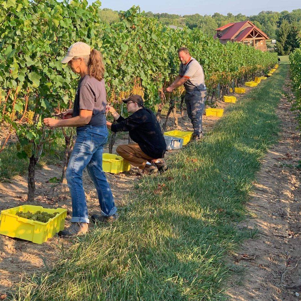 in the vineyards by Maiah Johnson Dunn