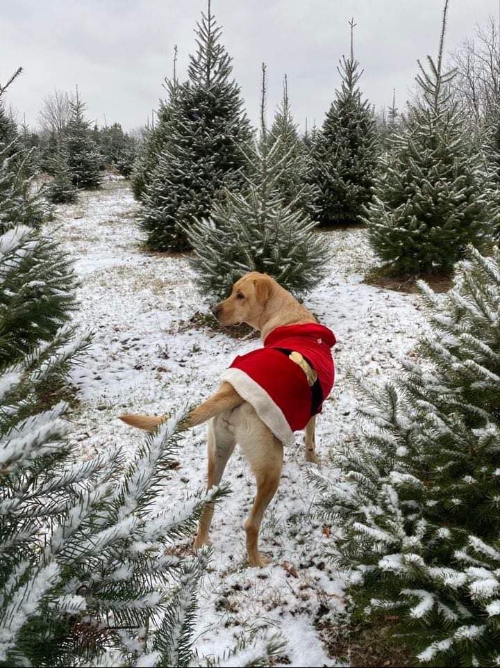 A festively dressed dog pads through the snow at Rispoli Family Christmas Tree Farm in Bath, Pa.