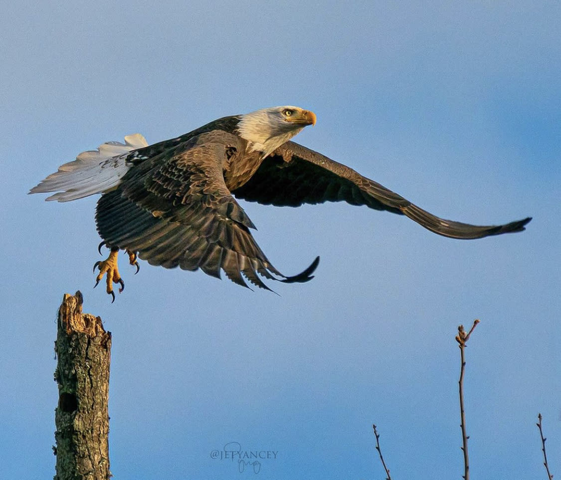 An eagle flying off from a tree.
