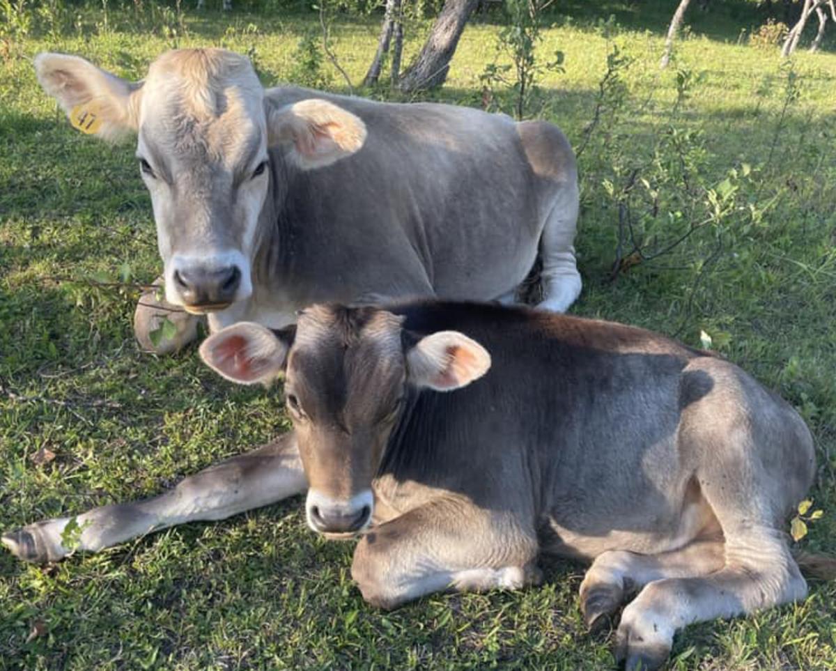 Baby cows laying in the grass.