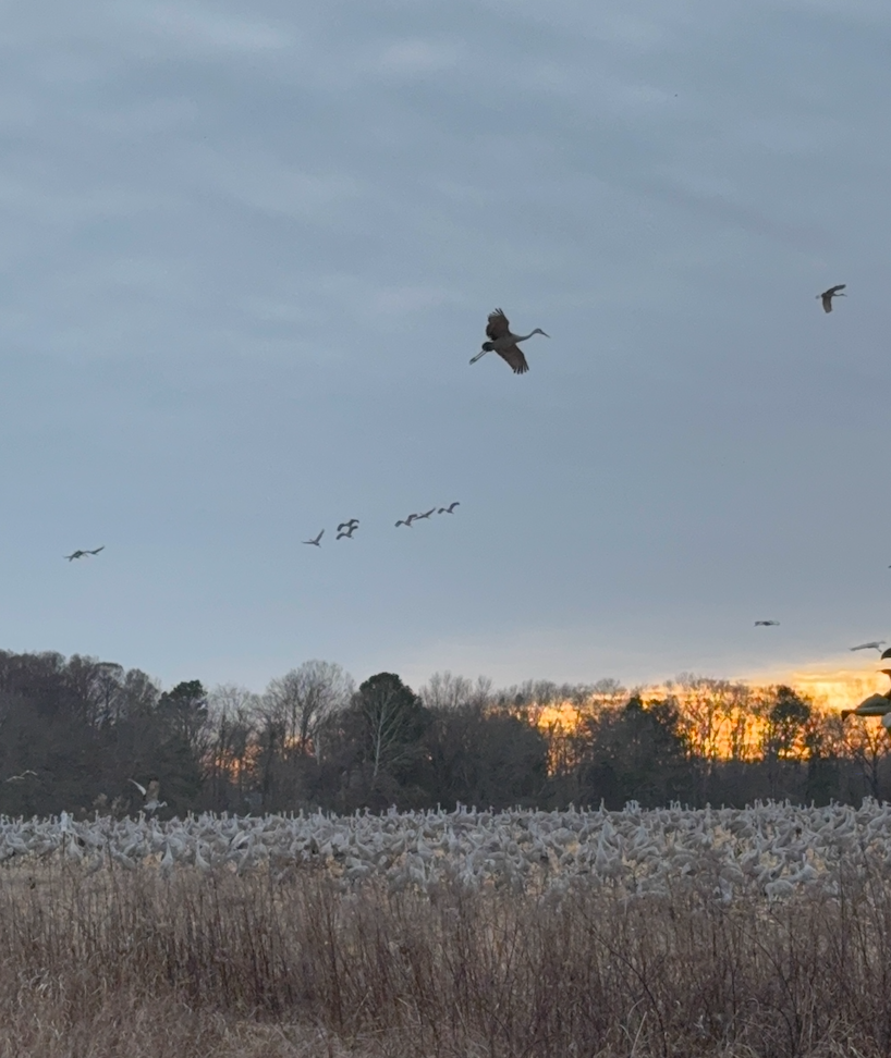 cranes at wheeler wildlife refuge