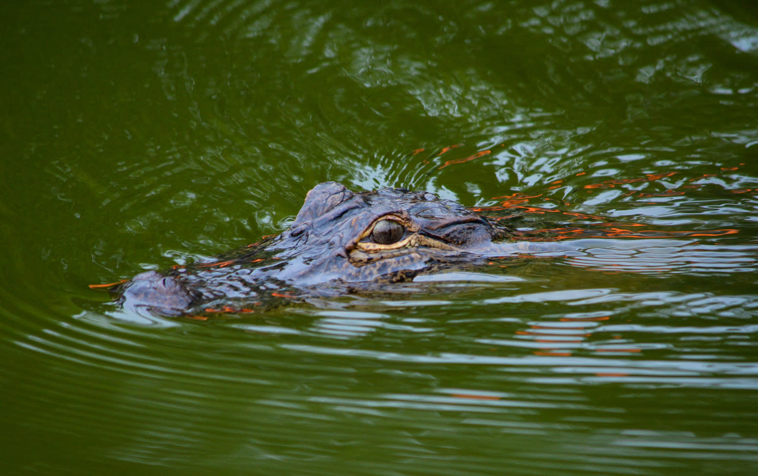 Lake Martin - Alligator