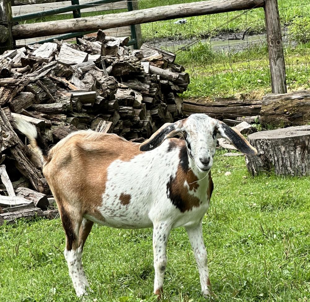 Goat at the Hephzebah Farms