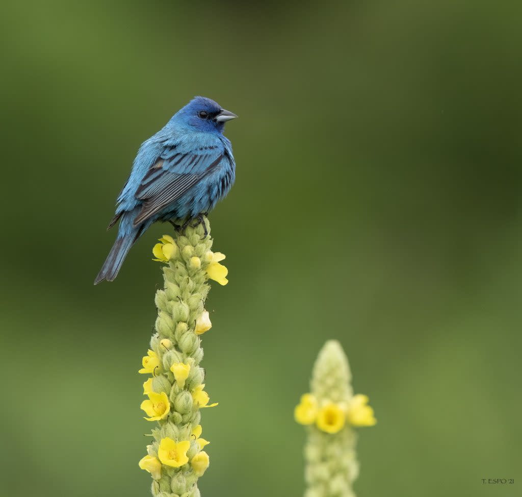 blue bird perches atop yellow wild flower