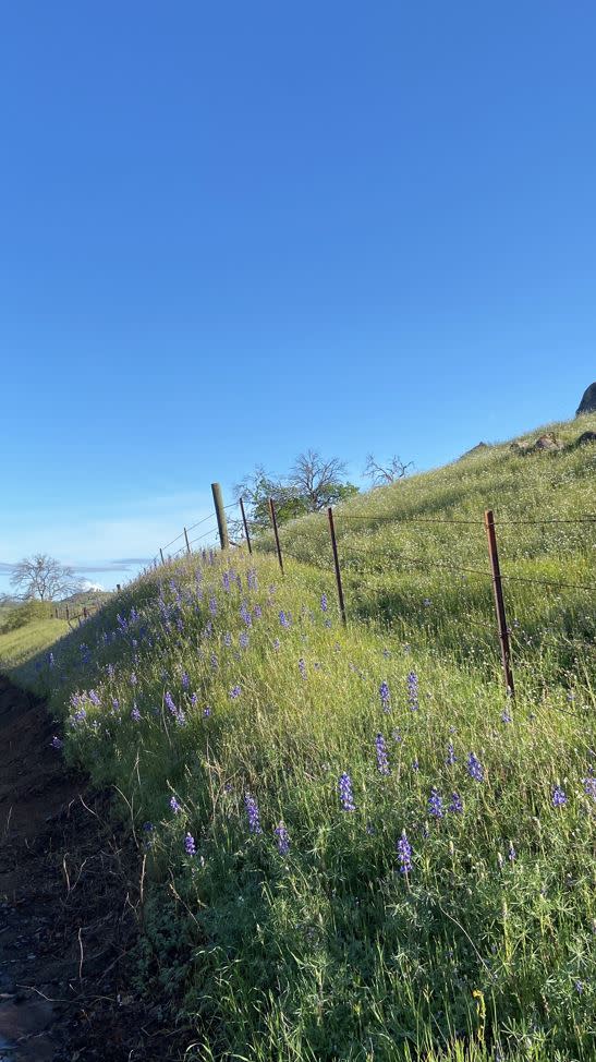 Wildflowers