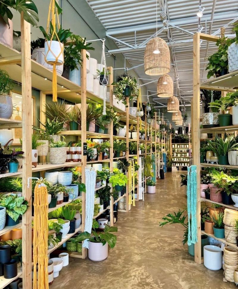 wooden shelves lining the walls with plants for sale