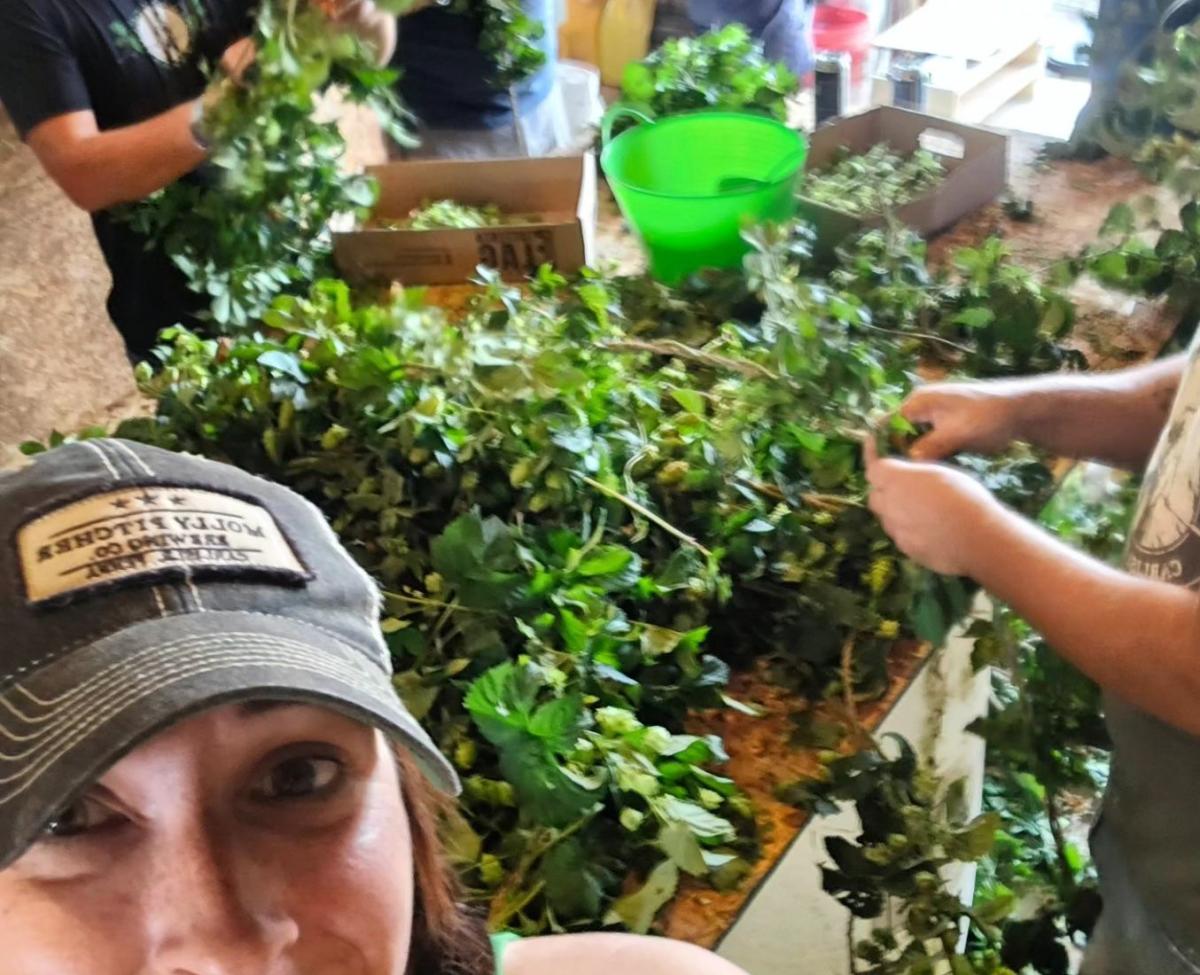 GEMS Hops Farm