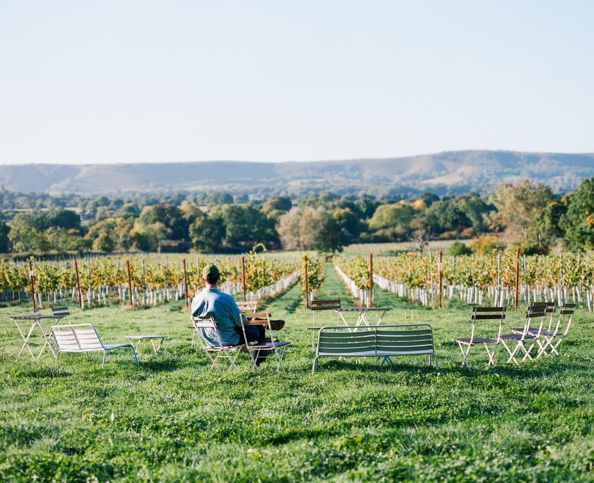 Person sitting looking at rows of vines in the Autumn at Artelium vineyard