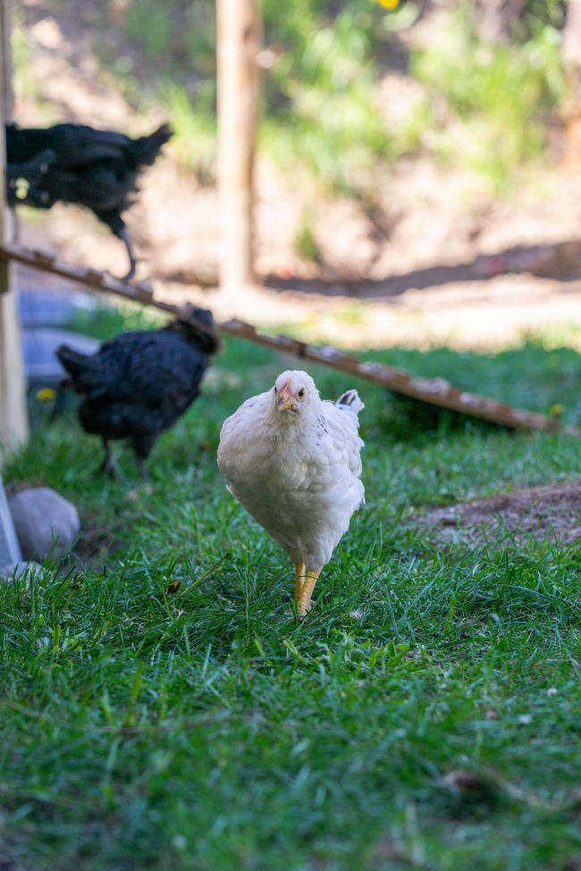 CedarCreek Estate Winery-Chickens