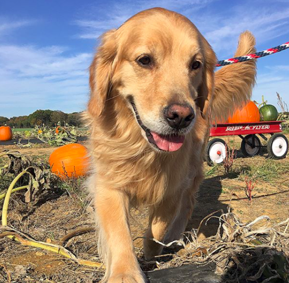 A golden retriever in a pumpkin patch at Stults Farm