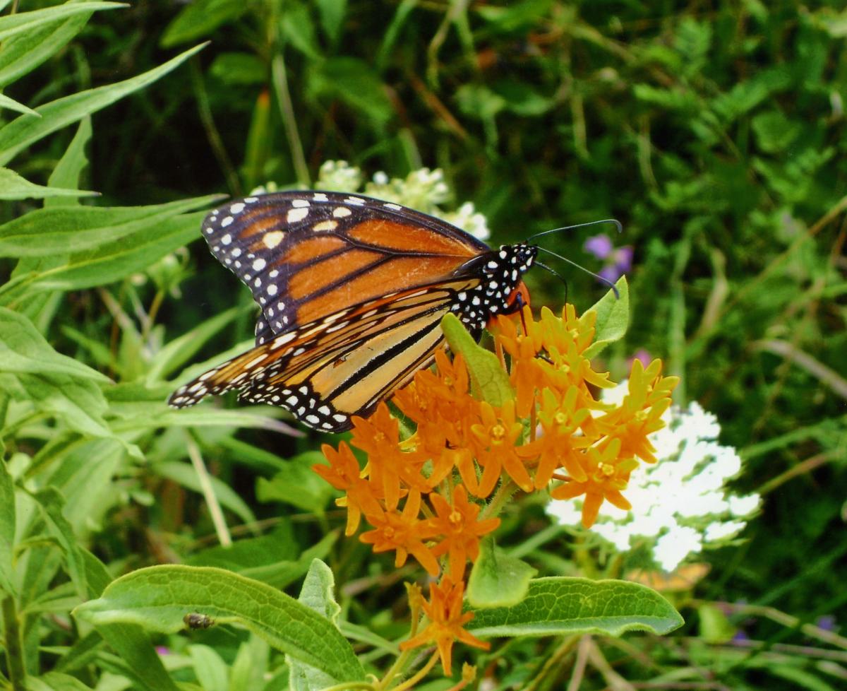 The International Union for Conservation of Nature added monarch butterflies to the IUCN Red List of Endangered Species in 2022.