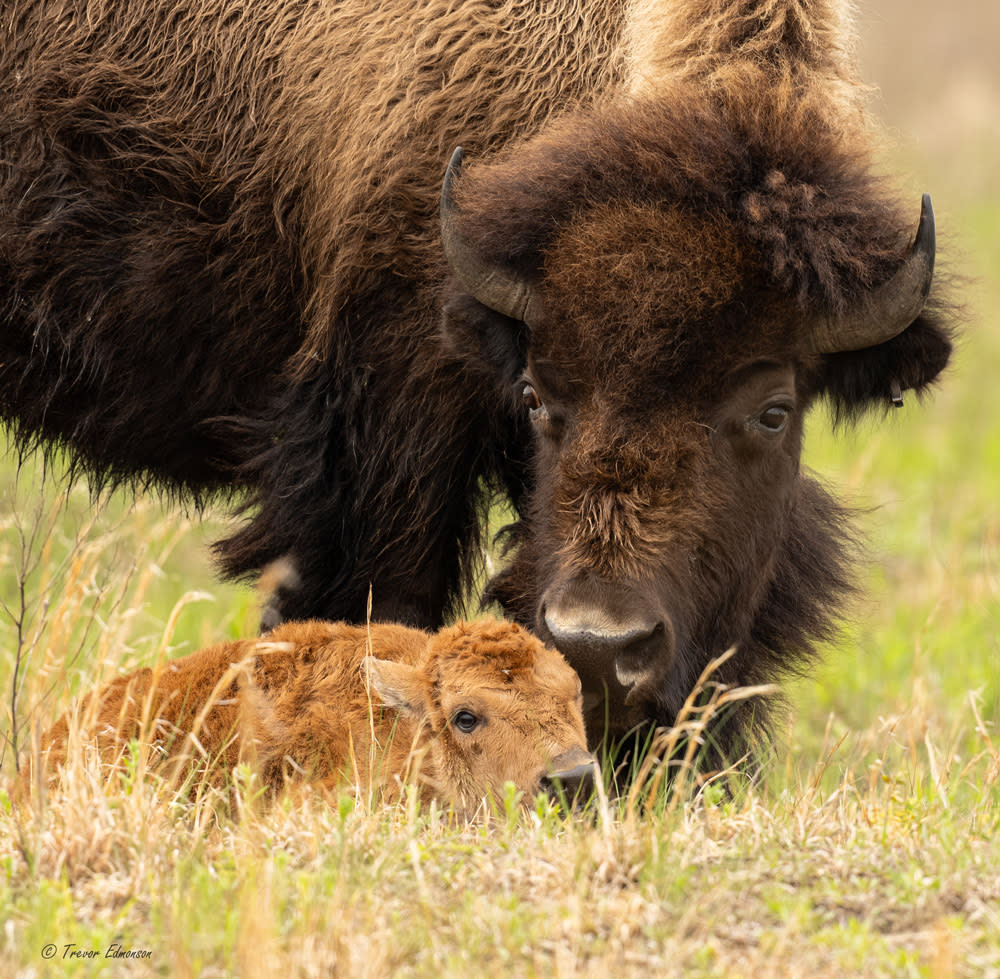 Bison and calf by Trevor Edmonson © TNC