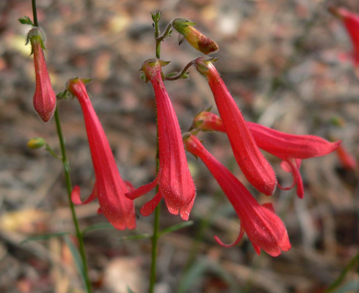 Penstemons